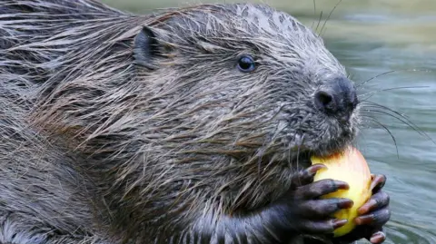 The head and shoulders of a wet beaver in daylight with water in the background. The beaver has part of an apple clutched between its fingers, which have sharp claws. The apple is in its mouth and the beavers black eye is facing the camera. 