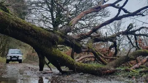 BBC Weather Watcher/Coppertop A tree is seen across a road, with a silver landrover in the background