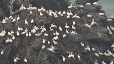 A dense colony of white gannet seabird perched across dark, jagged coastal rocks with the English Channel stretching out behind them.