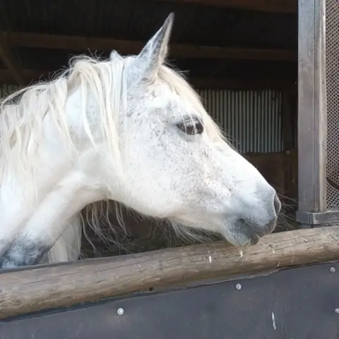 Equine Market Watch A white horse in a stable looks over the door.