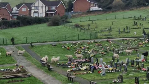 Social media A picture of Holywell cemetery from a distance. It shows many graves, with several sheep amongst them.