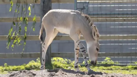Knowsley Safari The Somali Wild ass foal is a light cream colour with black stripes on its legs and a black patch on its tail. It walks along the ground in its enclosure, with its head down