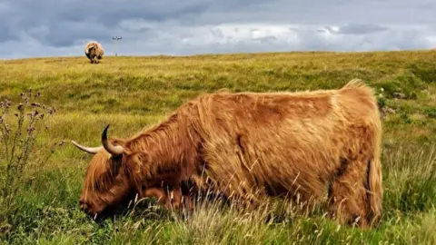 Charlotte Longmuir Highland cow eating grass, with another walking away in the distance, under a cloudy sky.