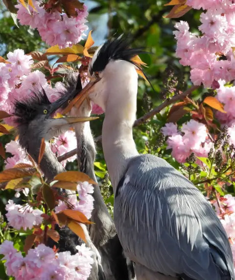David Barr A grey heron feeding two baby herons in a pink cherry blossom tree. 