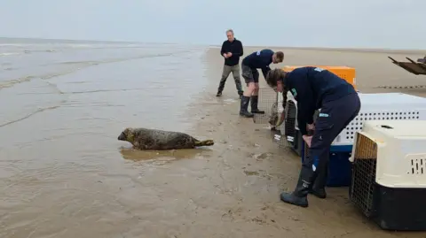 A seal lies on its stomach on a beach while looking at the sea as waves approach it. Three RSPCA workers are standing next to five large boxes.