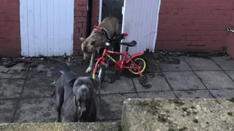 RSPCA Crystal and Peachy