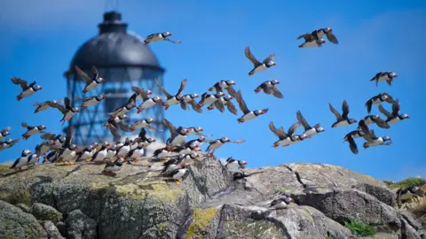 Puffins flying in front of a lighthouse
