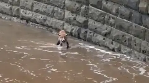 Sam Tuck A fox stands in sea water at a beach