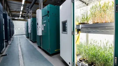 John Innes Centre A science laboratory shows plants growing in a controlled environment room. 