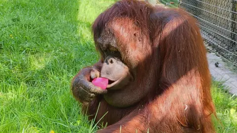 Dudley Zoo Orangutan eating a pink object in green grass.