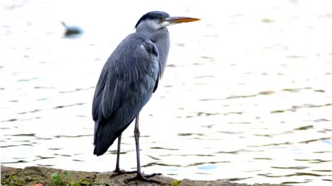 Getty Images Grey heron