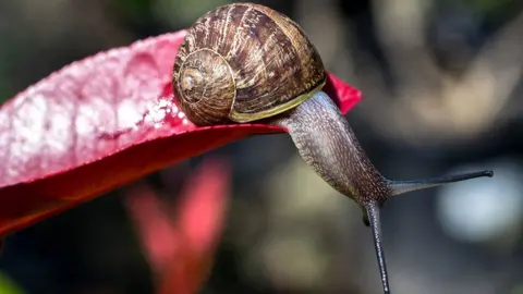 Snail on a leaf