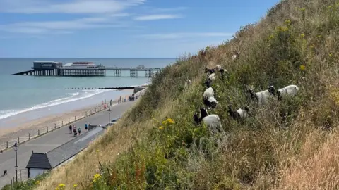 North Norfolk District Council Goats on Cromer cliffs with Cromer Pier in the background