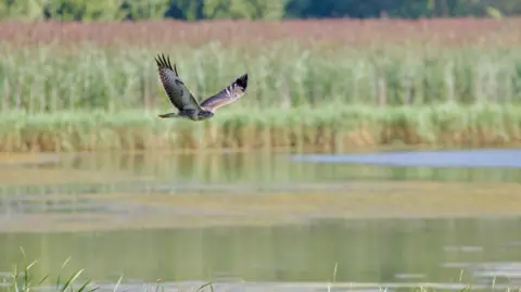 Steve Mason A buzzard in mid-flight above a lake with its large brown and white wings outstretched. Reeds are in the foreground and in the distance.