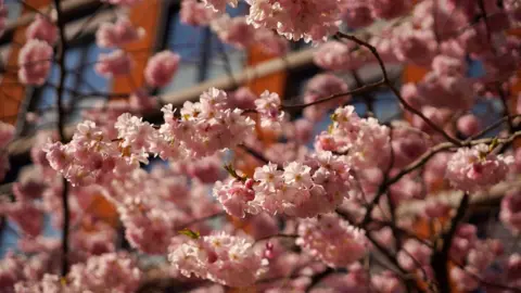 A close up photograph of a cherry blossom tree