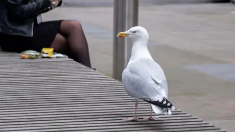 White gull with yellow beak on bench looking sideways. 