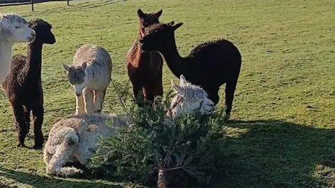 Willowbank Farm A group of white and brown alpacas playing with a Christmas tree in a field