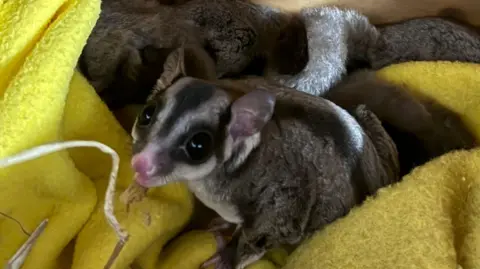 Five sisters zoo Close-up of one of the sugar gliders in a cardboard box. It is grey with black stripes, big ears and big, black eyes. It is sitting on a yellow blanket and is looking up at the camera.