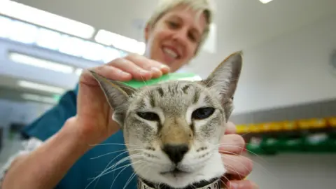 In the foreground, a cat squints at the camera. Behind her and out of focus, a vet can be made out, smiling and wearing blue scrubs as she uses a bright green flea comb to inspect the fur on the cat's head.