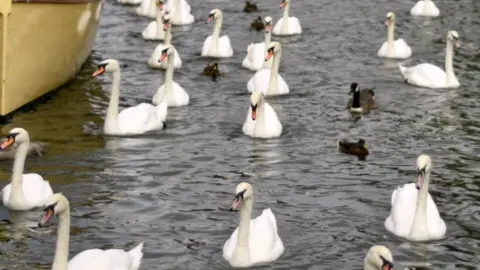 BBC Swans in Stratford-upon-Avon