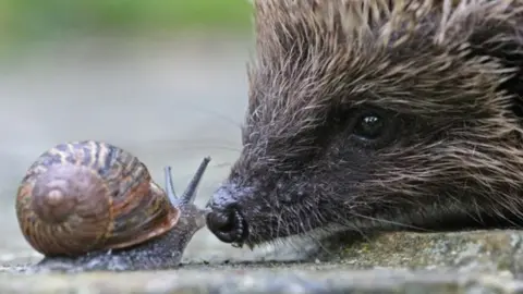 Paul Hobson hedgehog