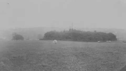 City of London Corporation Sheep grazing on the heath