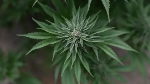 Getty Images A cannabis plant