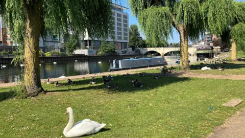 Shariqua Ahmed/BBC Embankment with a white Swan sitting on green grass and buildings can be seen in the distance along the river bank.
