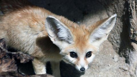 One of the fennec foxes at Exmoor Zoo