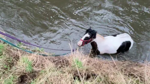 A white horse with black spots is pictured in a muddy river next to a steep grassy bank.