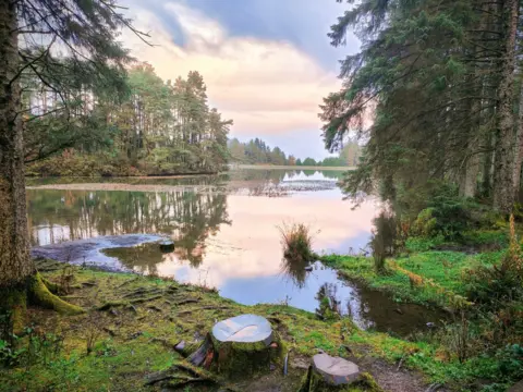 Peter Land A calm lake surrounded by trees, with tree stumps in the foreground. The sky is pink and blue.