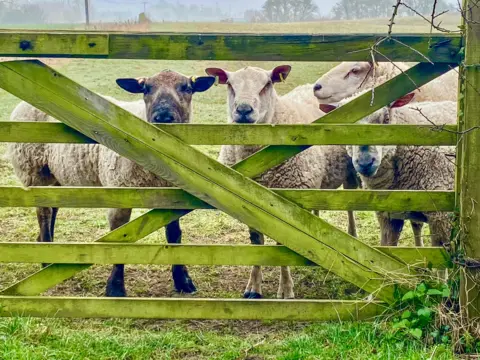 Cazza A five-bar gate is green with lichen, four sheep are peering through the cross beams of the gate towards the viewer. 