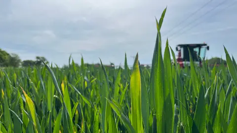 A close-up of a field of green crops, with a piece of farm machinery blurred and partially visible