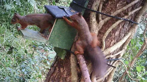 North West Red Squirrel Group Red squirrels in Muff Glen