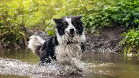 Getty Images A black and white collie dog is pictured happily splashing through water in a river, surrounded by green leaves at the water's edge. The water looks brown and muddy and the dog looks delighted.