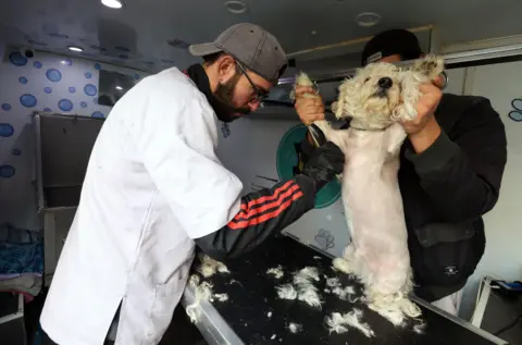 Mohamed Messara / EPA Two groomers trim the hairs off a puppy in a mobile pet salon in Tunisia - Wednesday 12 February 2025