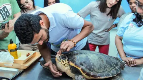 AFP A man examining a large sea turtle. The turtle is on a table. There are people standing behind him watching on.