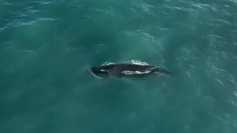 Dan Abbott Humpback whale in Cornwall