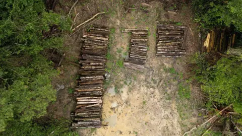 Rekaman drone BBC / Paulo Koba menunjukkan kayu yang ditumpuk di hutan hujan Amazon.