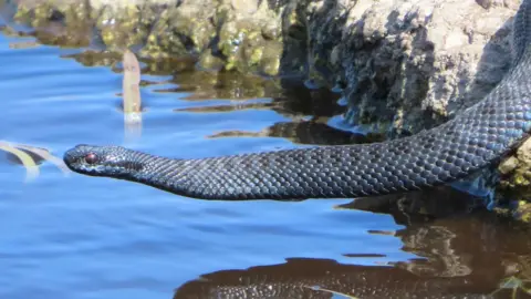 Phil Gardiner A black adder crossing a pool of water on Dartmoor. It is above the water heading towards it from a rock. It's small, shiny scales reflect the light.