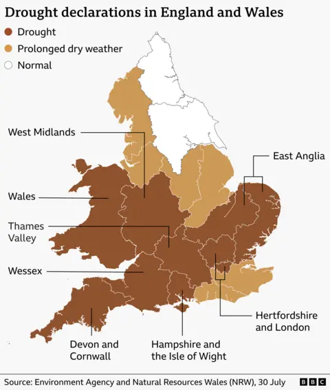 Map of England and Wales showing which regions are in drought (dark brown), prolonged dry weather (light brown) and normal (white). The English regions in drought are: East Anglia; Hertfordshire and the whole of London; Thames Valley; Hampshire and the Isle of Wight; Devon and Cornwall; the West Midlands; and Wessex, covering Dorset, Somerset, Wiltshire, and South Gloucestershire. The rest of south-east England, central England and north-west England is in prolonged dry weather conditions. Only north-eastern areas of England are in normal conditions. All of Wales is in drought.