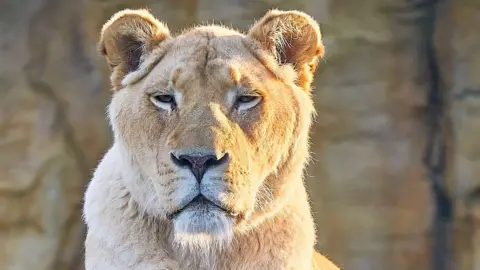 The Big Cat Sanctuary An image of white lioness Zuri, who is now homed at the Big Cat Sanctuary. Zuri has white fur, rounded ears and a small white beard.