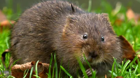 suerob/Getty Images Water vole