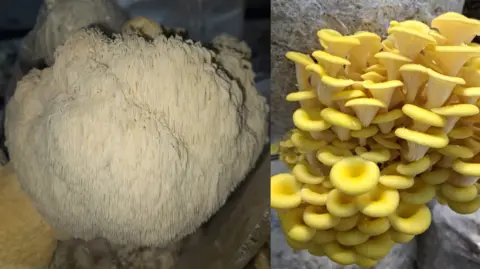 Blenheim Palace Lion's Mane and golden King Oyster grown at the farm.