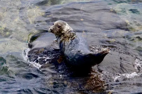 Graham Christie A seal balanced on a rock. The sea is clear and waves ripple around the rocks. 