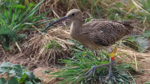 Natural England Curlews released