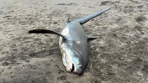 Hayley Cumming A dead thresher shark on the sand. It is laid on its side and is silver on top and white underneath. 