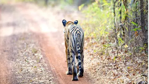 Getty Images Réserve de tigres de Tadoba Andhari, Parc national de Tadoba