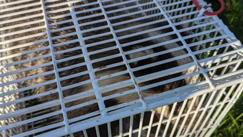 RSPCA Badger in a cage