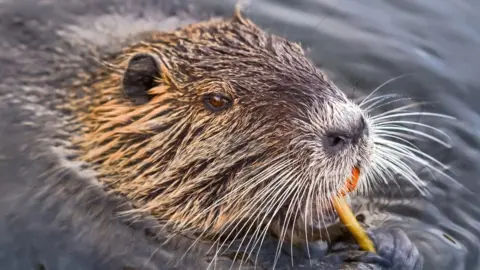 Getty Images Beaver